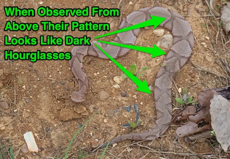 7 Ways To Identify Prevent Remove Baby Copperhead Snakes Everything Reptiles