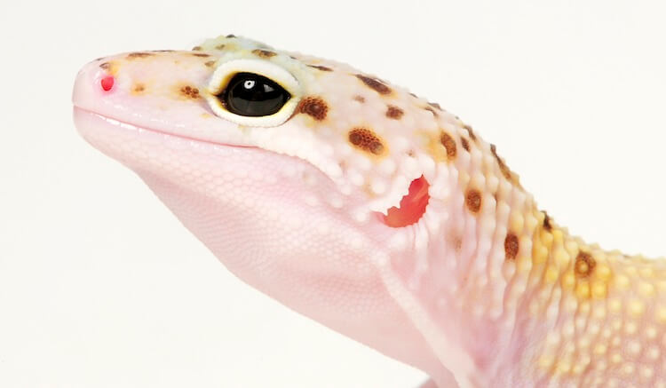 Eclipse Gecko