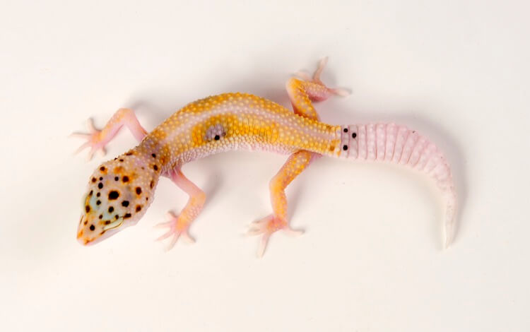 Enigma Gecko