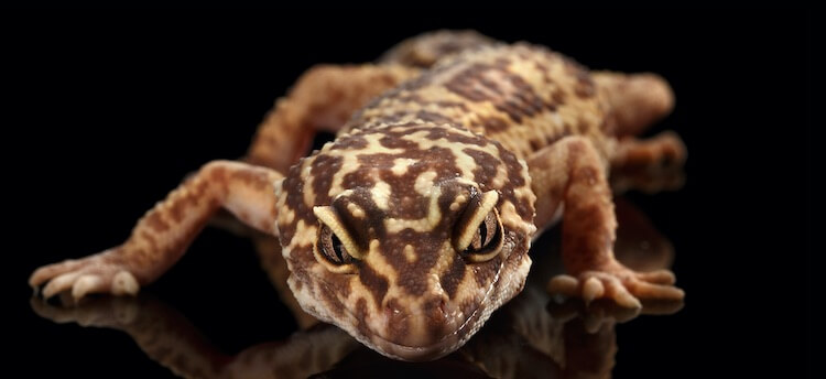 Fancy Gecko