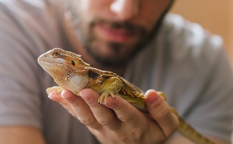 Holding a lizard