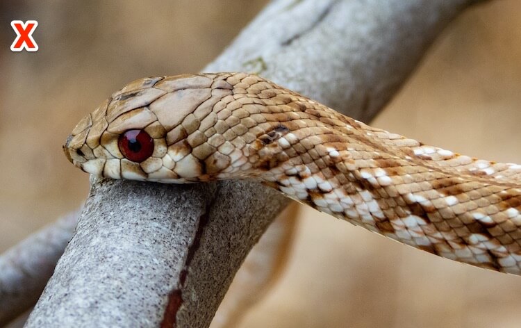 7 Ways To Identify Prevent Remove Baby Copperhead Snakes Everything Reptiles