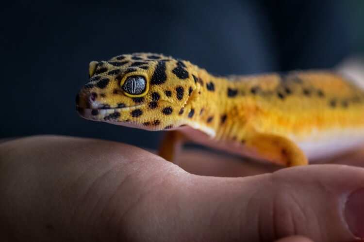 Leopard Gecko Morph