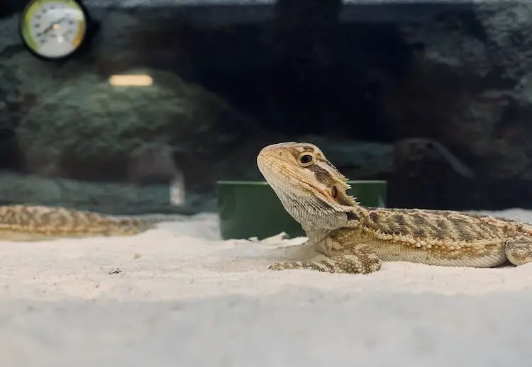 Lizard Enclosure With Sand