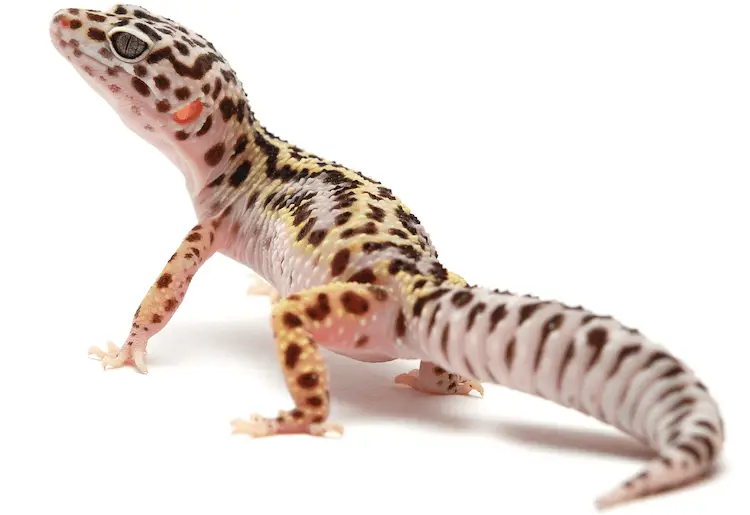 Mack Snow Leopard Gecko
