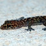 Mediterranean Gecko