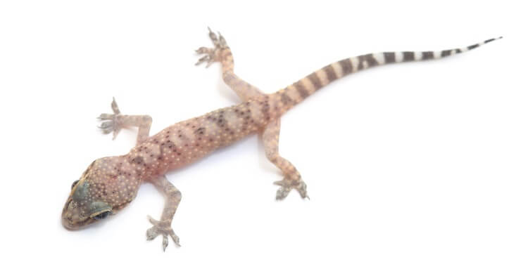 Mediterranean Gecko On Isolate