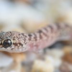 Mediterranean House Gecko Baby