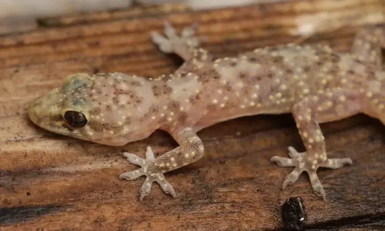 Do Mediterranean House Geckos Bite?
