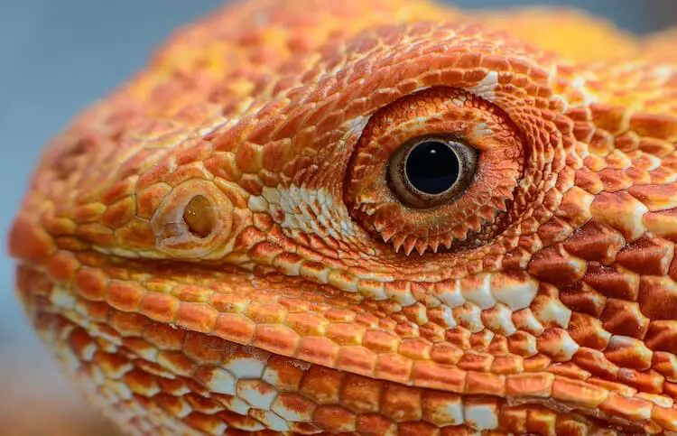 Orange Bearded Dragon