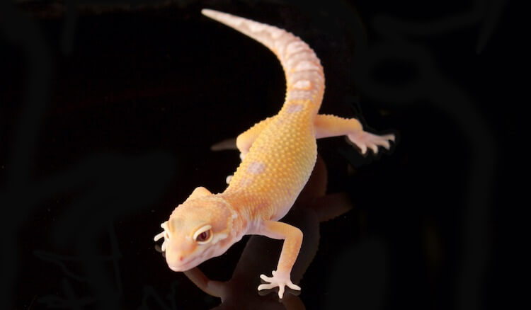 RAPTOR Gecko