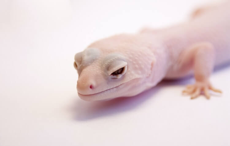 Rainwater Albino Leopard Gecko