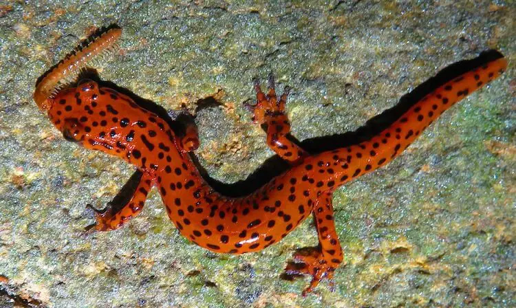 Red Cave Salamander Eating
