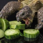 Russian Tortoise Eating Cucumbers