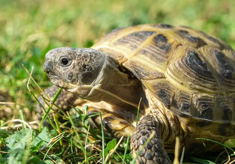 russian tortoise size