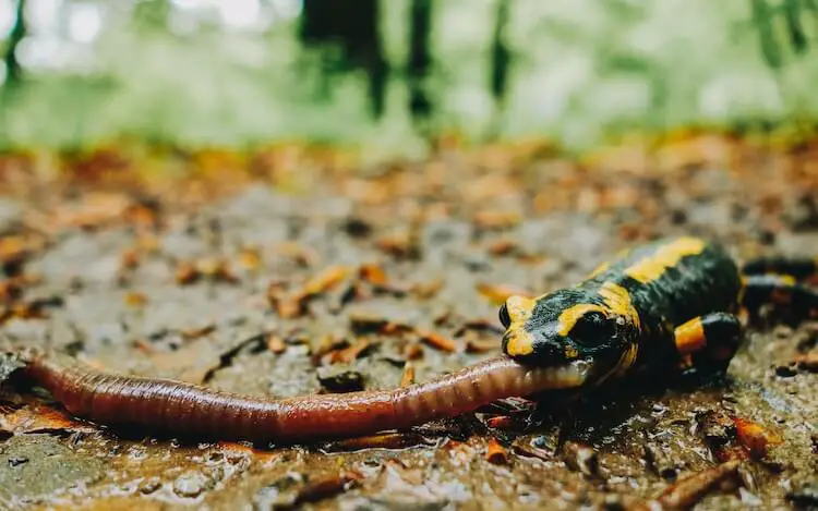 Salamander, der einen Wurm isst