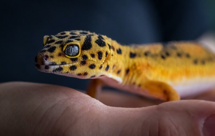 Snake Eyes Leopard Gecko