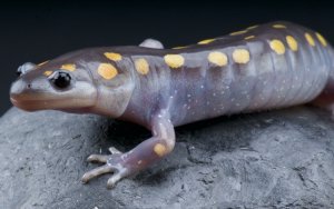 Spotted Mole Salamander