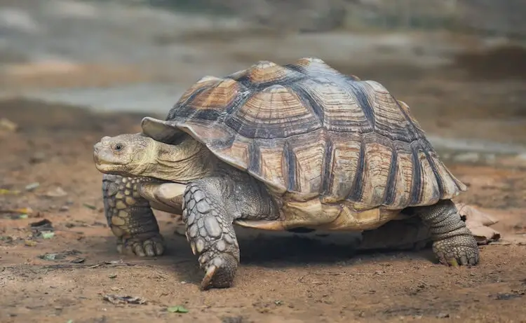 Sulcata Tortoise Care Guide Everything You Need To Know Everything Reptiles,Coin Shops In Tucson