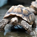 Sulcata Tortoise Bathing