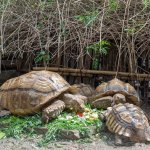 Sulcata Tortoise Enclosure