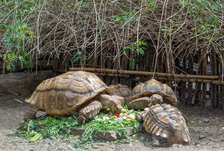 Sulcata Tortoise Enclosure