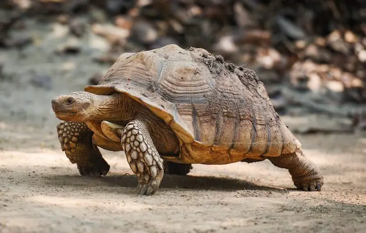 Sulcata Tortoise Care Guide Everything You Need To Know Everything Reptiles,Wallaby Pet Price