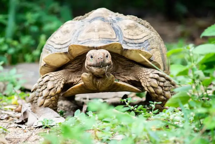 best uvb bulb for sulcata tortoise