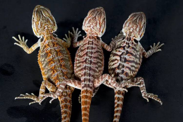 20 Types of Bearded Dragons: Species, Morphs & Color List - Everything  Reptiles