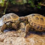 Two Baby Russian Tortoises