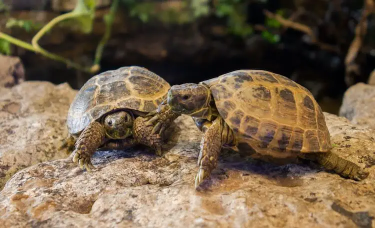 Two Baby Russian Tortoises