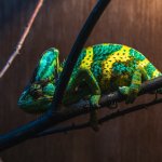 Veiled Chameleon Habitat