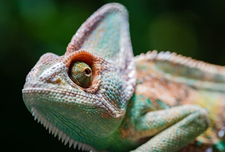 Veiled Chameleon Portrait