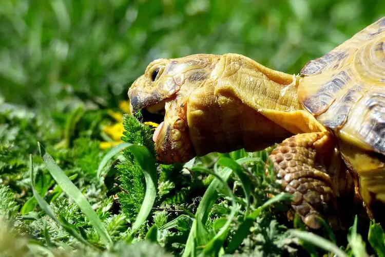 Was fressen Dosenschildkröten?
