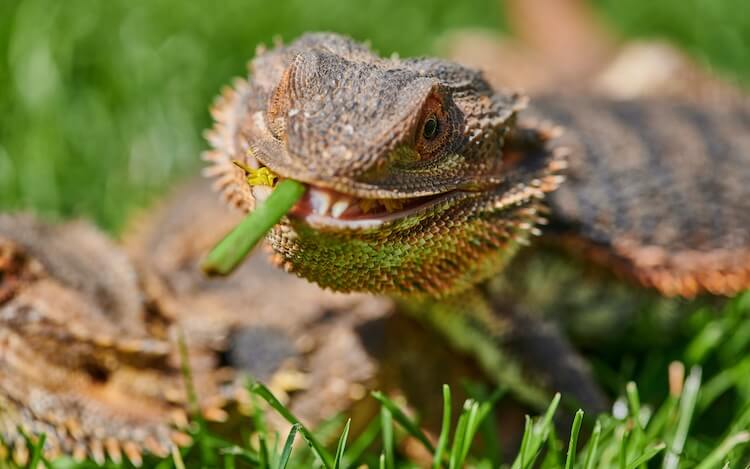 Bearded Dragon Eating A Flower