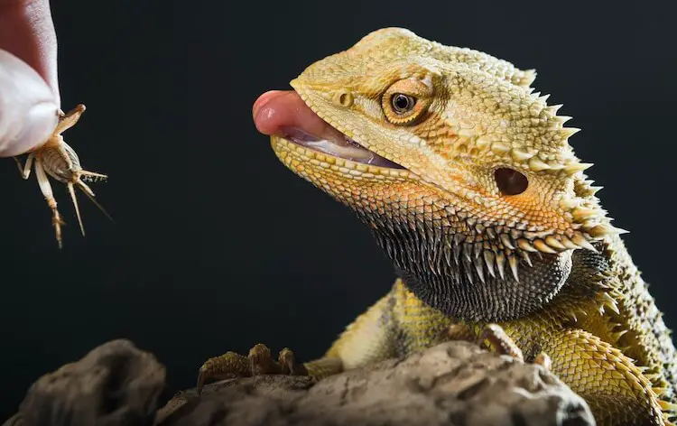 Bearded Dragon Eating An Insect