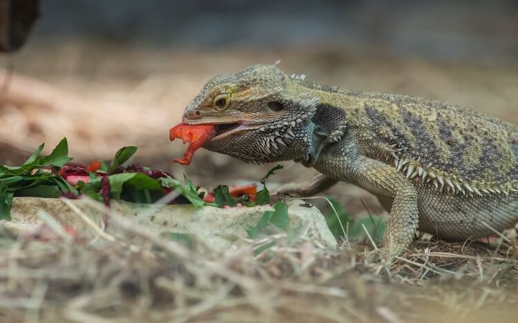 Bearded Dragon Eating Fruit
