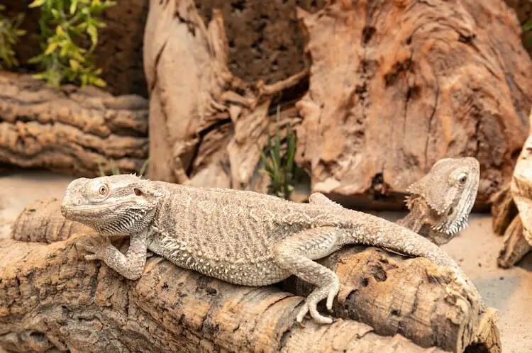 Bearded Dragon Habitat: 7 Tips To Setup The Best Enclosure