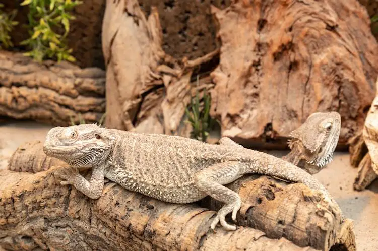 Bearded Dragon Enclosure