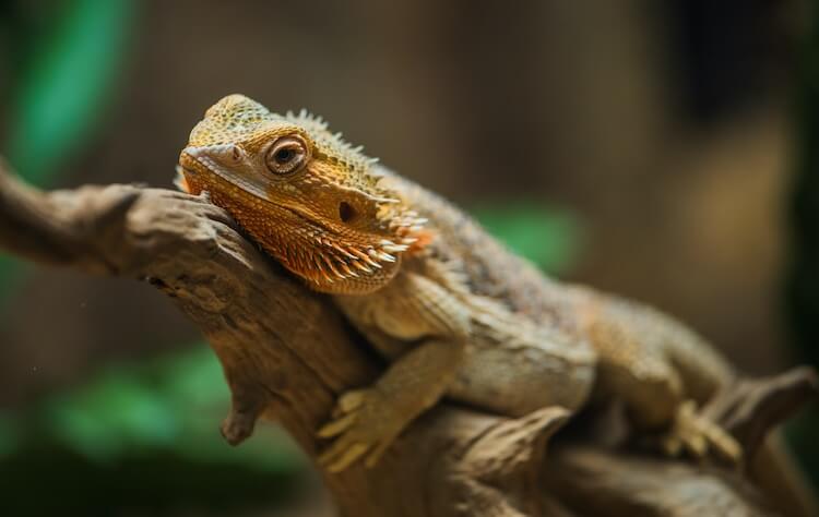 Bearded Dragon Resting