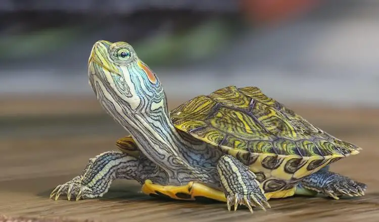 Schöne Schildkröte
