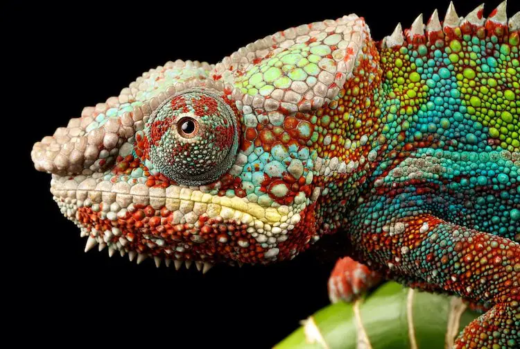 Panther Chameleon Care Guide Facts Price Where To Buy Everything Reptiles,Fall Flowers