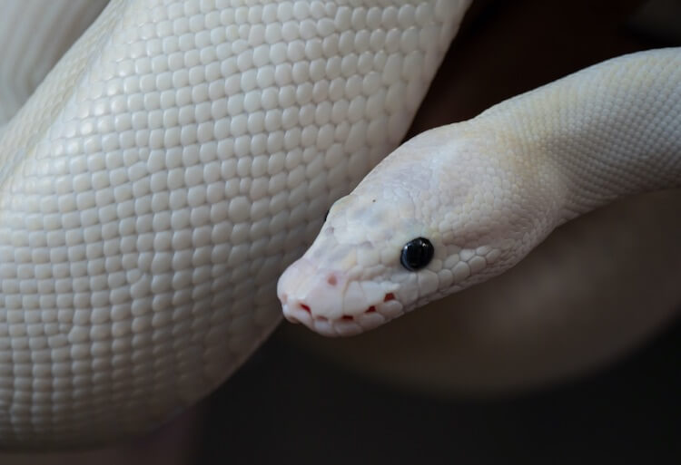 Mystisk Diskret Hylde Blue Eyed Leucistic Ball Python: BEL Morph Care Sheet