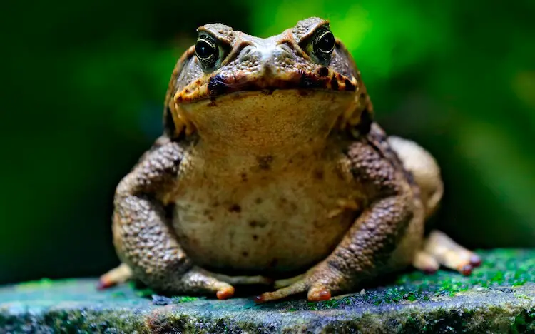 What Do Toads Eat? Feeding Pet and Garden Toads - Everything Reptiles