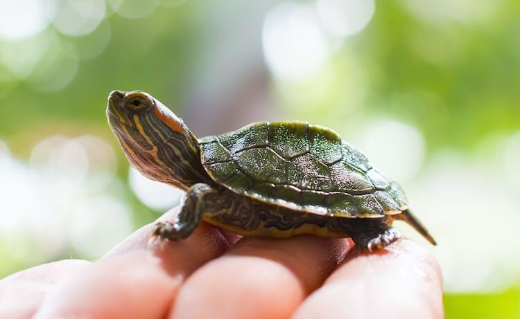 Choosing A Turtle