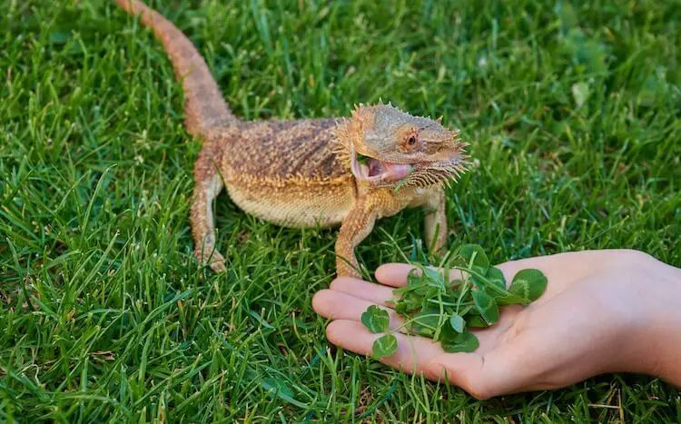 What Do Bearded Dragons Eat? Best Food List and Feeding Guide - Everything  Reptiles