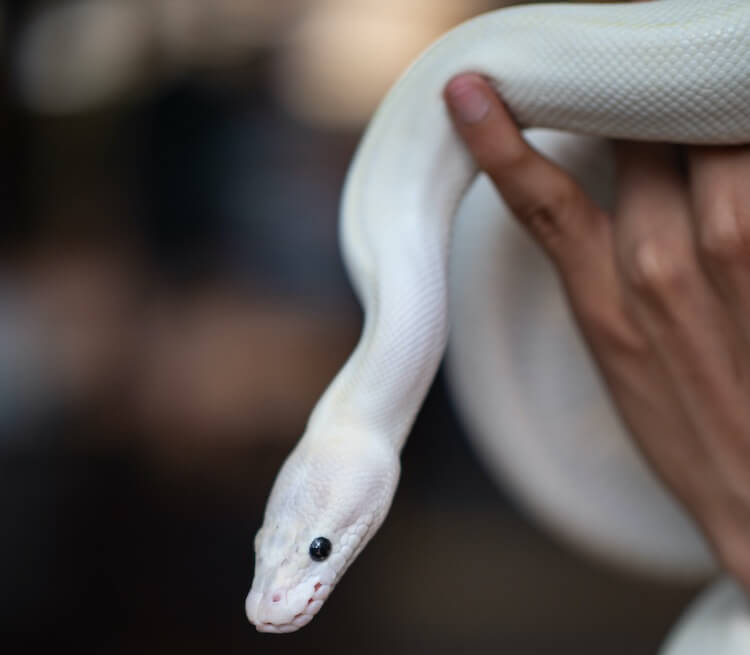 Handling A Blue Eyed Leucistic Python