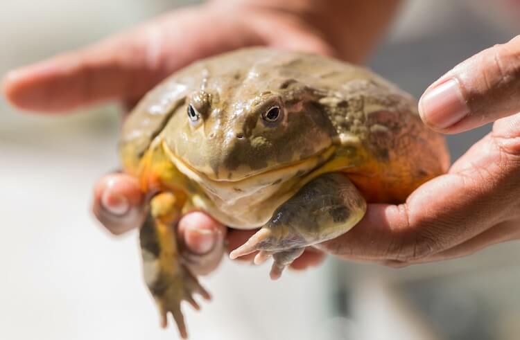 Handling A Pixie Frog