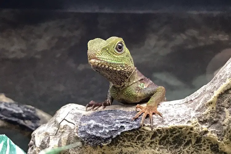 47+ Pet names for lizards female ideas in 2021 