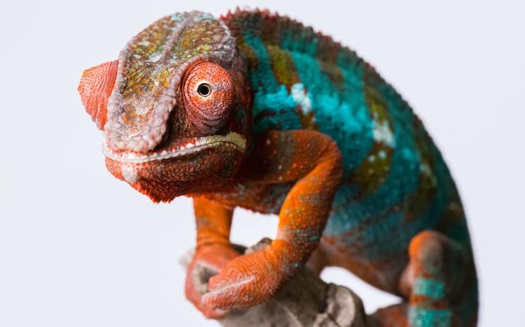 Panther Chameleon On Branch